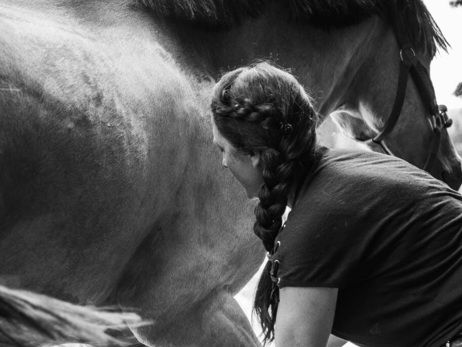 formation shiatsu équin