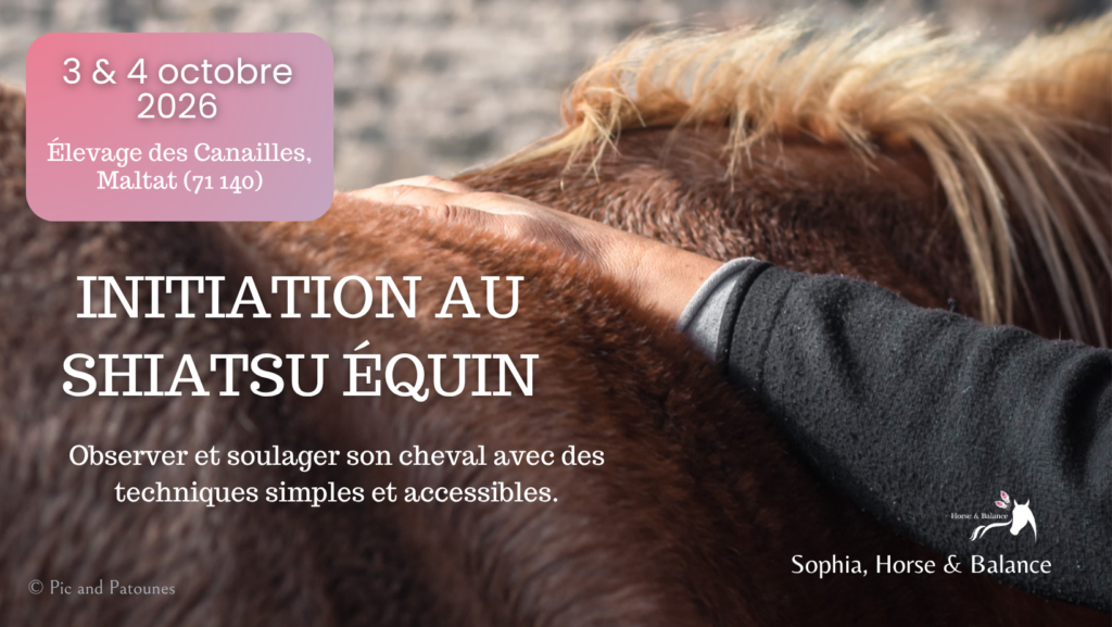 Stage pratique de shiatsu équin organisé les 3 et 4 octobre à Maltat